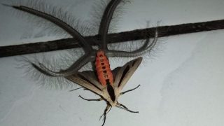 VIDEO: Freaky looking bug Viral on Social media | VIDEO: सोशल मीडिया पर वायरल हो रहे ‘एलियन’ जैसे दिखने वाले कीड़े की सच्चाई VIDEO: Freaky looking bug Viral on Social media | VIDEO: सोशल मीडिया पर वायरल हो रहे ‘एलियन’ जैसे दिखने वाले कीड़े की सच्चाई