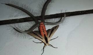 VIDEO: सोशल मीडिया पर वायरल हो रहे 'एलियन' जैसे दिखने वाले कीड़े की सच्चाई