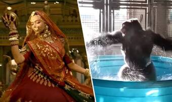 Padmavati's Song Ghoomar's Gorilla Dance Version is the Funniest Thing You Will See on the Internet Today Padmavati's Song Ghoomar's Gorilla Dance Version is the Funniest Thing You Will See on the Internet Today