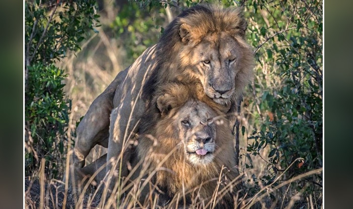 Gay Lions Captured In Rare Picture In Masai Mara Region Of Kenya 