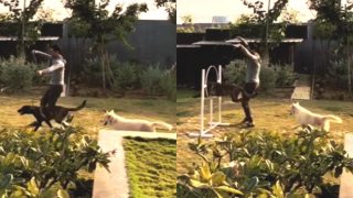 MS Dhoni Training His Dogs Zoya and Lily in This Viral Video is Simply Wow MS Dhoni Training His Dogs Zoya and Lily in This Viral Video is Simply Wow