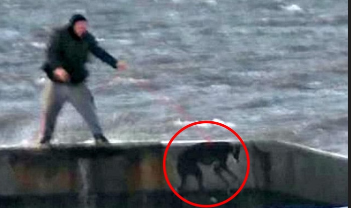 Man Repeatedly Throws Dog Into Freezing Sea, Shocking Pictures Goes ...