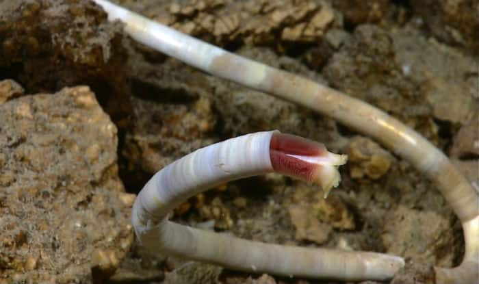 Earthworms Born in NASA’s Mars Soil Raises Prospect of Farming on The