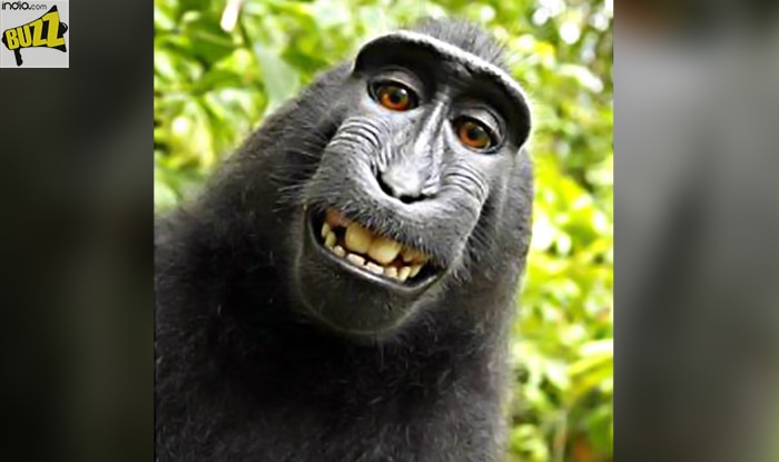 Indonesia's Selfie-Snapping Monkey Naruto is PETA's 'Person of the