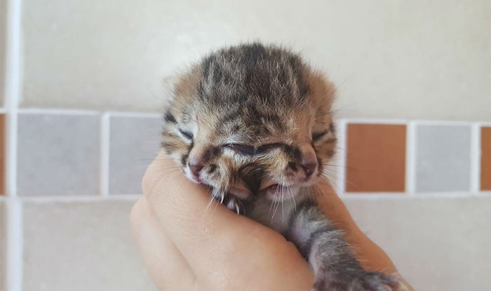 Kitten Born With Two Faces Wins The Hearts of Netizens; Owner’s Post ...