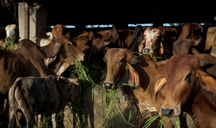 Madhya Pradesh Government to Make Abandoning Cow a Criminal Offence |  