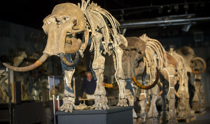 Mammoth Skeleton Fetches USD 6,44,440 at French Auction | India.com