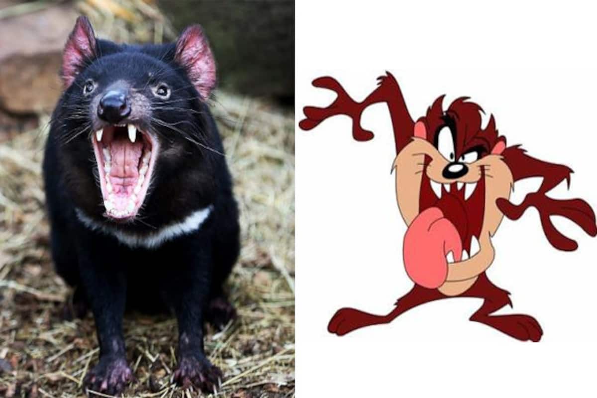 Man Sues Father-in-Law For Terrorizing Him With Warner Bros. Cartoon  Character Taz, the Tasmanian Devil 