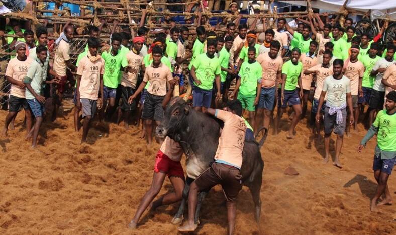 Jallikattu Live Streaming 2018: Watch Online Bull Taming Sport From Alanganallur in Madurai on DD Podhigai TV at ddpodhigai.org.in