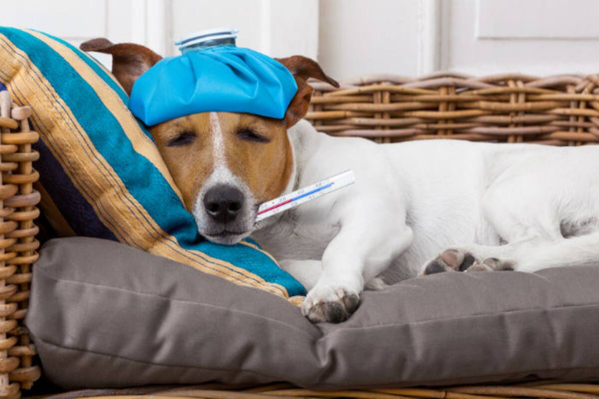 what is canine influenza