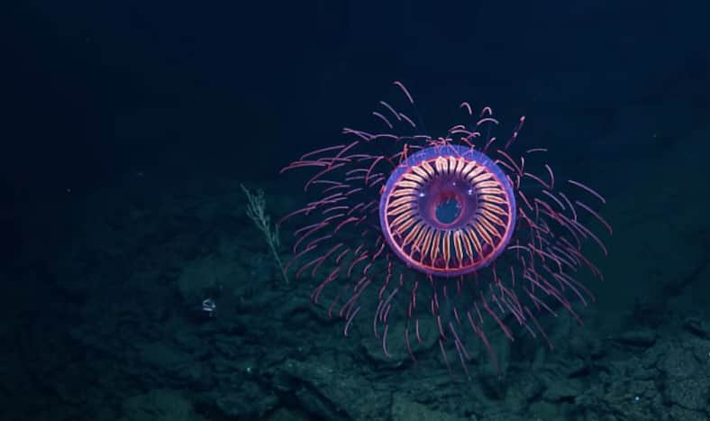 Rare Jellyfish Spotted Glowing Like Firework in Sea (Video) | India.com