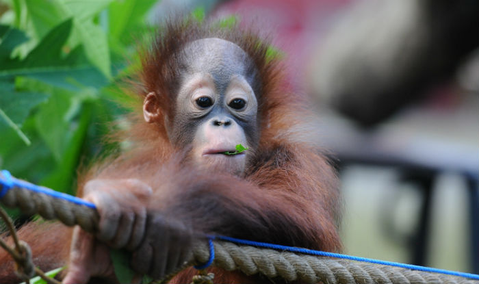 Rare Bornean Orangutan Born at Florida's Tampa zoo 
