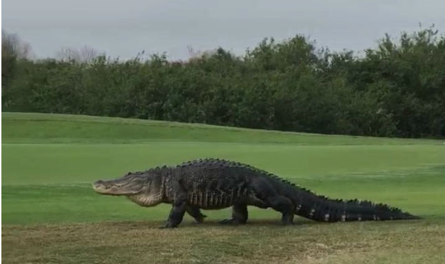 Watch Giant Alligator Casually Strolls Through Florida Golf Course Video 4599