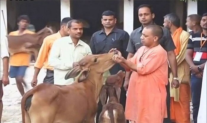 Gaushalas To Be Setup In UP Jails And Inmates To Serve Cows Gaushalas To Be Setup In UP Jails And Inmates To Serve Cows