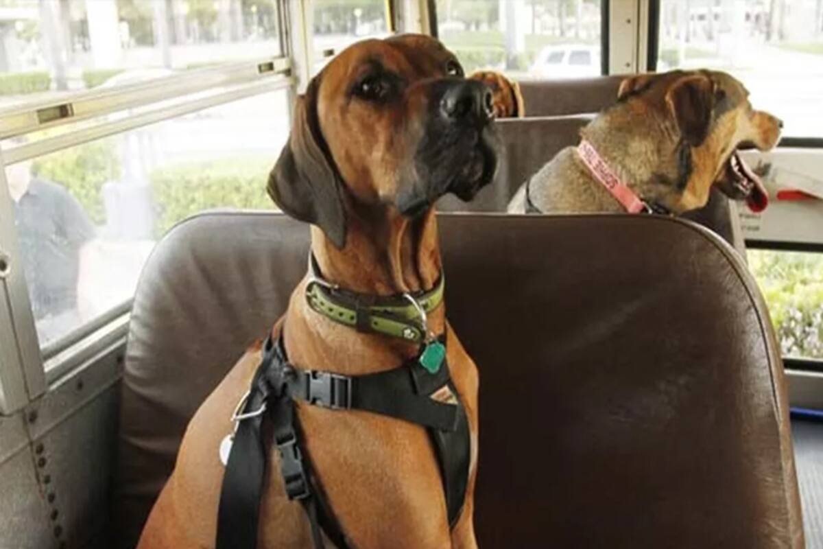 are there any bus lines that allow dogs