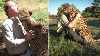 Amazing Video of Cheetah Hugging and Greeting Human Best Friend is Melting Hearts Online Amazing Video of Cheetah Hugging and Greeting Human Best Friend is Melting Hearts Online