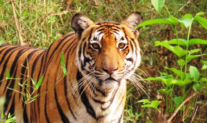 Bengal Tigers at Tata Steel Zoo Suffering From Babesiosis, Team Sent to ...