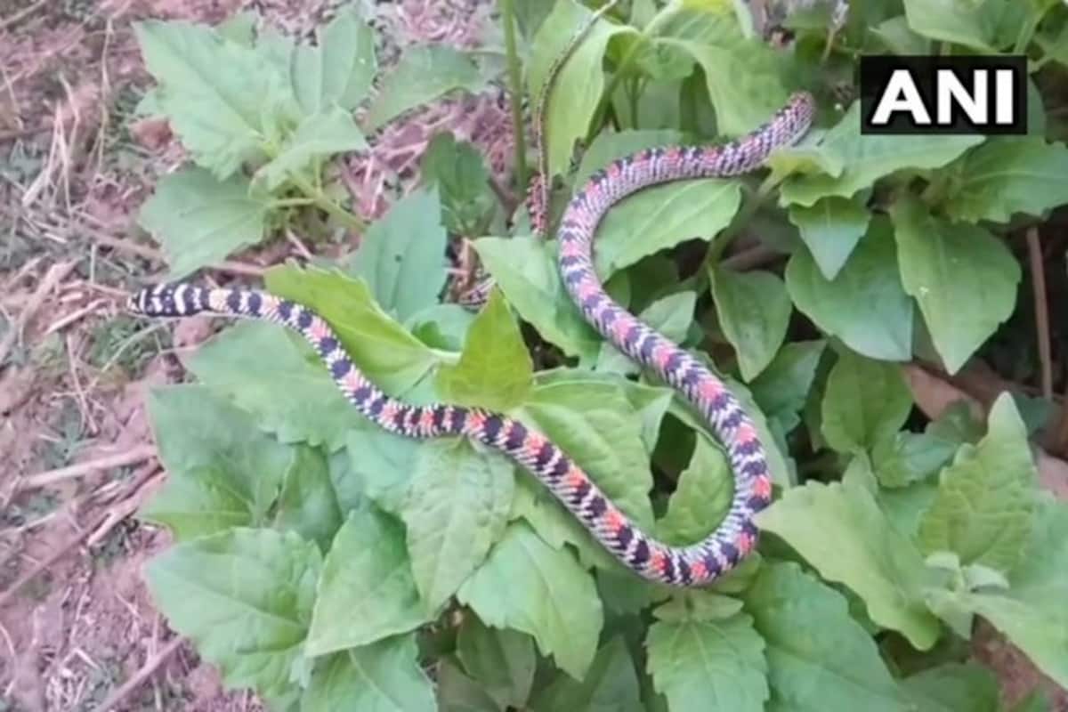 Flying Snake 'Chrysopelia Ornate' Rescued in Mayurbhanj's Odisha Flying Snake 'Chrysopelia Ornate' Rescued in Mayurbhanj's Odisha