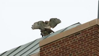 Hawk Love Triangle Makes Headlines in New York City, Twitterati is Highly Amused Hawk Love Triangle Makes Headlines in New York City, Twitterati is Highly Amused
