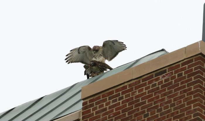 Hawk Love Triangle Makes Headlines in New York City, Twitterati is Highly Amused
