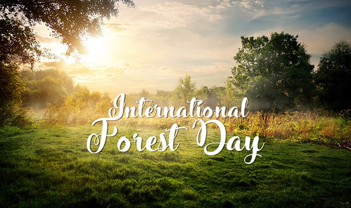 9 Reasons To Celebrate International Day Of Forests R - vrogue.co