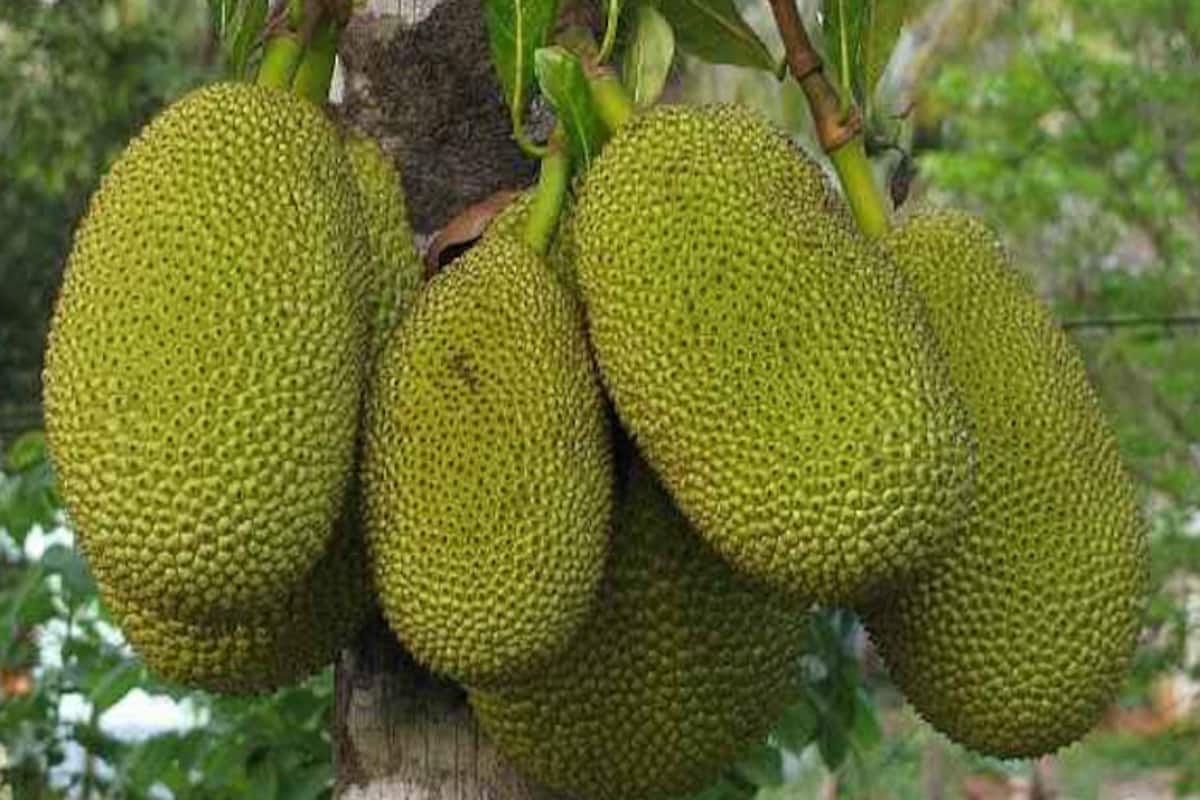 Why You Should be Eating Jackfruit Seeds 