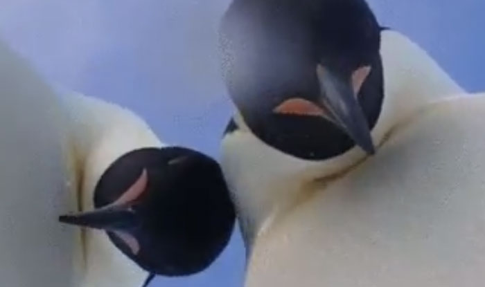 Curious Emperor Penguins Finds Camera on Ice, Takes Selfie in Antarctica