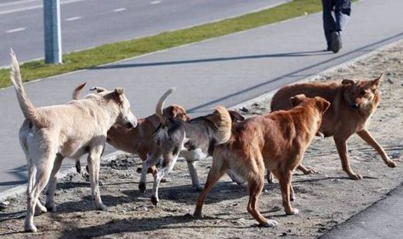 UP: Hiding From Street Dogs, Man Mistaken For Thief, Set Afire