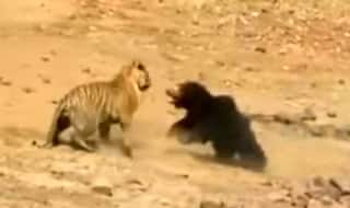 Face-off Between Tiger and Bear Caught on Camera in Tadoba Reserve (Video)
