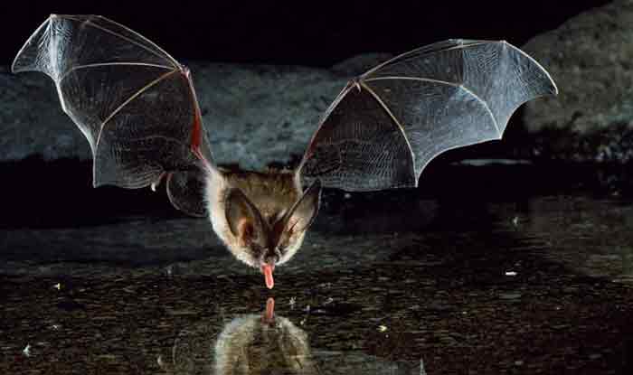 Nipah Virus: Fruit Bats Identified As Source Of Deadly Disease That ...