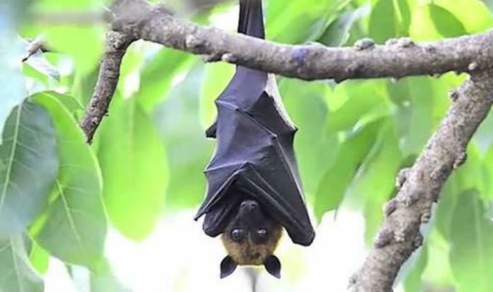 Henipavirus and nipah virus enter india: everything you need to know about the disease