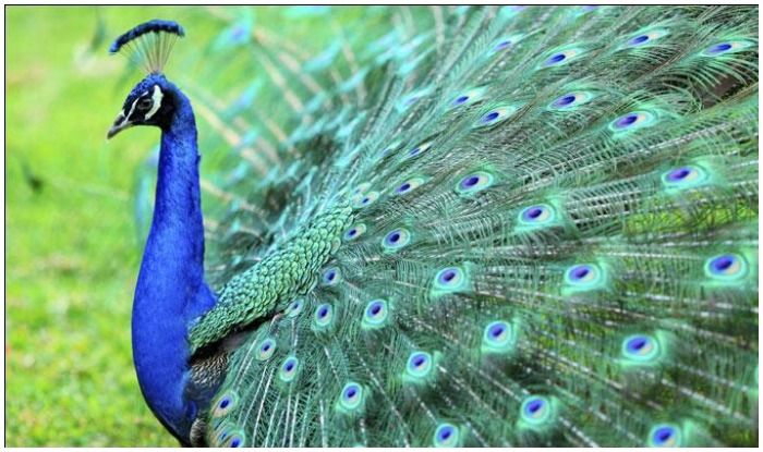 घर म क य रखत ह म र प ख ज न ए इसस आपक ज वन म क य आत ह बदल व Why Keep Peacock Feathers In The House Know What Changes In Your Life Latest