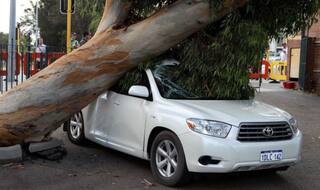 Tree Fallen on Car? Does Insurance Pay For Vehicles Damaged by Thunderstorms And Dust Storms? How to Claim Car Insurance?