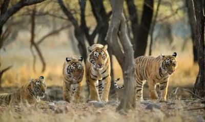 Coronavirus: 4 more tigers, 3 lions test positive for COVID-19 at