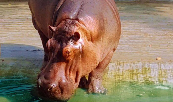 Fatal Encounter: Hippopotamus Attack Claims Life of Lucknow Zoo Employee