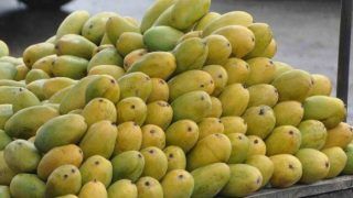 Should You Eat Mangoes if You Have Diabetes/Obesity/Kidney Problems? Should You Eat Mangoes if You Have Diabetes/Obesity/Kidney Problems?