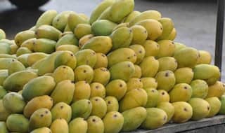 Should You Eat Mangoes if You Have Diabetes/Obesity/Kidney Problems?