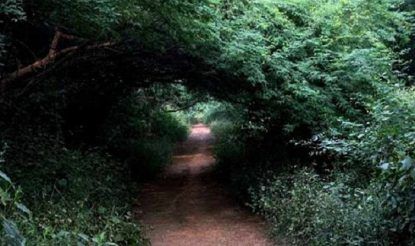 sanjay van