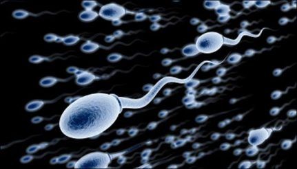 617816-sperm