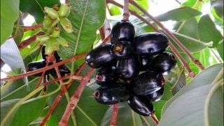 Why Jamuns Are Good For You Why Jamuns Are Good For You
