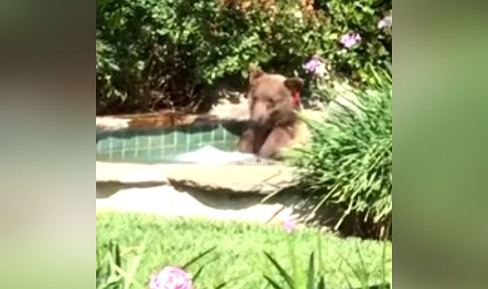 Bear Takes a Dip in Hot Tub And Relaxes While Sipping a Glass of Margarita in California; Watch Viral Video Bear Takes a Dip in Hot Tub And Relaxes While Sipping a Glass of Margarita in California; Watch Viral Video