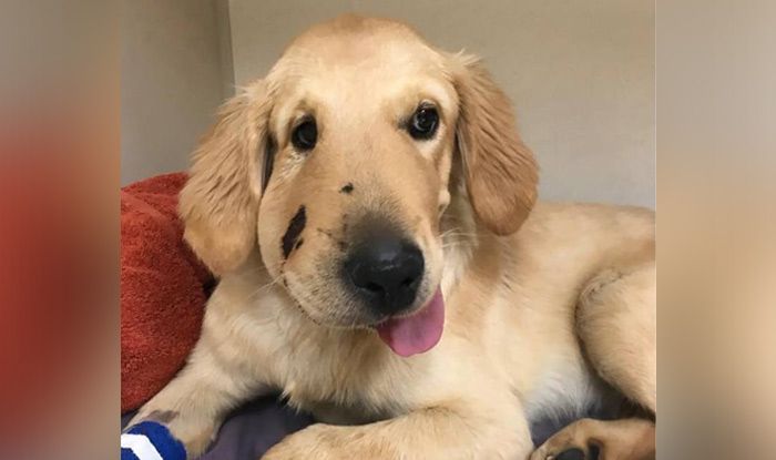 Dog Saves Owner From Being Bitten by a Rattlesnake in Arizona; Post ...