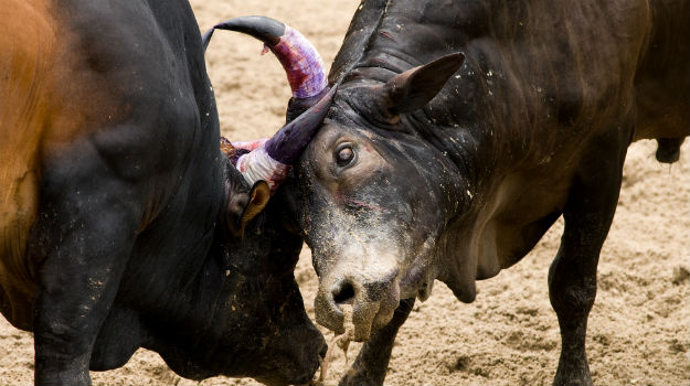 Travel Articles | Travel Blogs | Travel News & Information | Travel Guide |   in Goa: Do you believe bullfighting is cruel? Tell  us! 