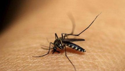 677514-malaria