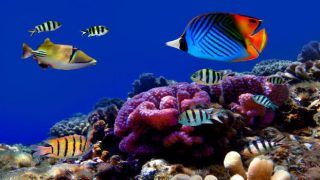 Watch Video: Join these scuba divers as they observe the exquisite marine life of the Andaman & Nicobar Islands Watch Video: Join these scuba divers as they observe the exquisite marine life of the Andaman & Nicobar Islands