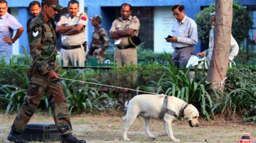Indian Army Soon to Have Belgian Malinois, Dog Breed That Helped Kill Osama Bin Laden: Report