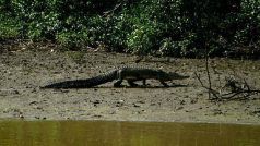 Bhitarkanika – Abode of the Mighty Saltwater Crocodiles