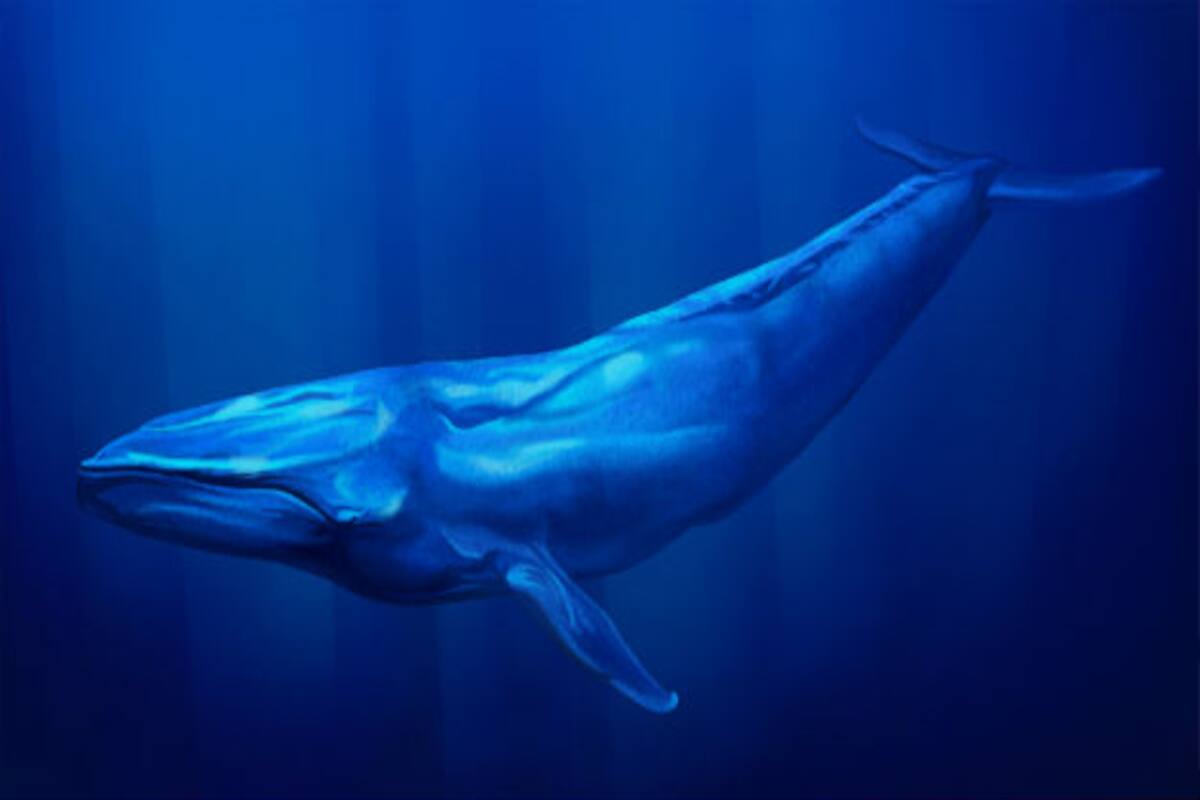 Blue Whale Spotting Destinations: Where to Watch and Swim With ...