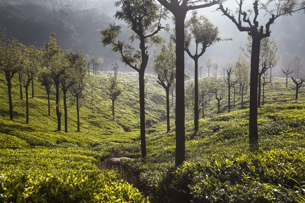 These Coonoor Images Will Sweep You Off Your Feet And Make You Dream of a Vacation