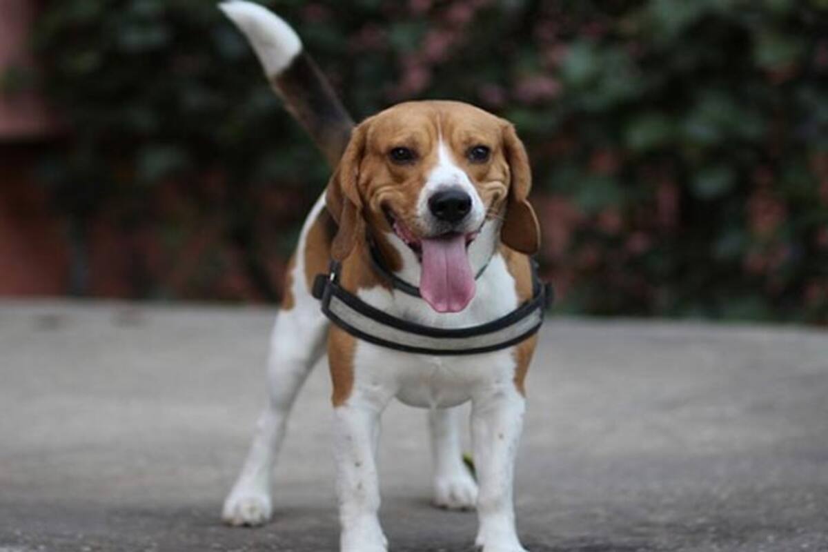 Dog Food Avoid: अगर आपके घर में भी है पालतू कुत्ता, तो भूलकर भी ना खिलाएं ये चीजें होगा नुकसान Dog Food Avoid: अगर आपके घर में भी है पालतू कुत्ता, तो भूलकर भी ना खिलाएं ये चीजें होगा नुकसान